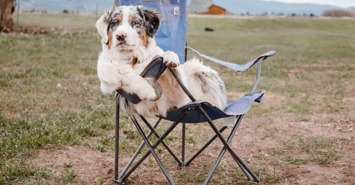 dog in lawn chair